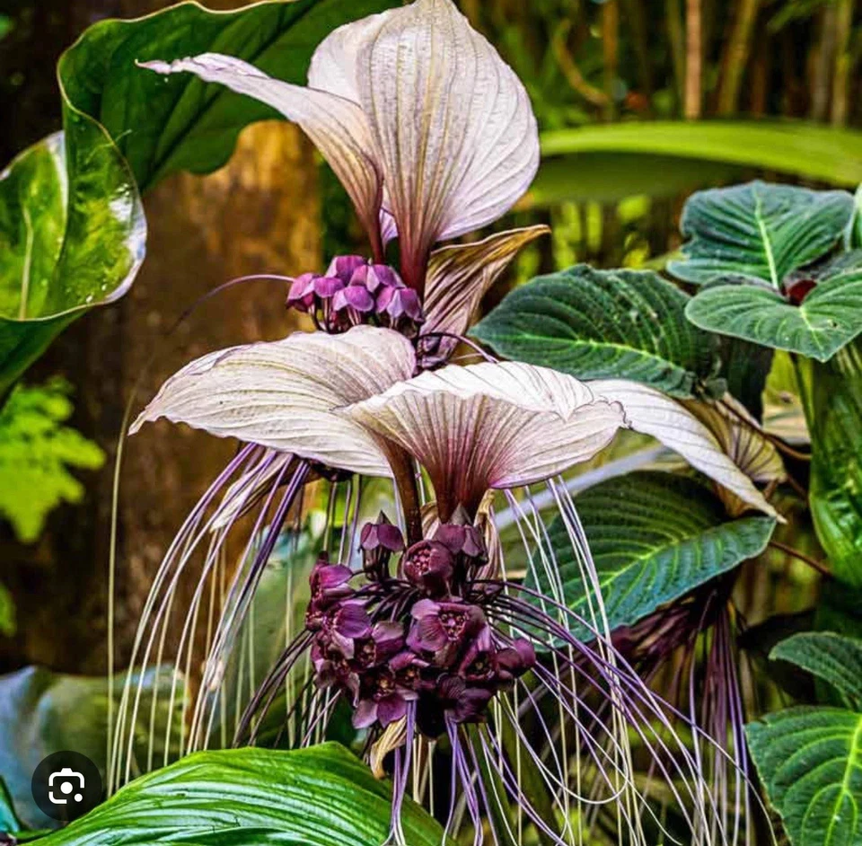 White Bat Flower Tacca integrifolia Small Rooted Starter Plant - Rare Tropical Ornamental with White Blooms