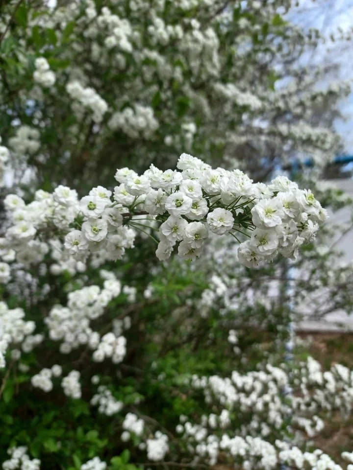 Unrooted Bridal Wreath Spirea Cuttings - 10 Propagation Stems for Garden Bush, Spiraea cantoniensis, Flowering Shrub Set