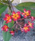 Jamaican Fire Plumeria Cutting – Unrooted Tropical Frangipani Propagation Plant with 3 Tips