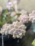 Pink Ghost Plant Succulent Cuttings – 3 Inch Graptopetalum paraguayense Live Succulents