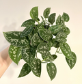 Silver Ann Pothos Cuttings – 2 Unrooted Scindapsus pictus Hybrid Cuttings with 2 Leaves and 2 Nodes