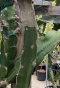 Frankie’s Red Dragon Fruit Cuttings – 2 Mature 1-Ft Pitaya Cactus Cuttings for Planting