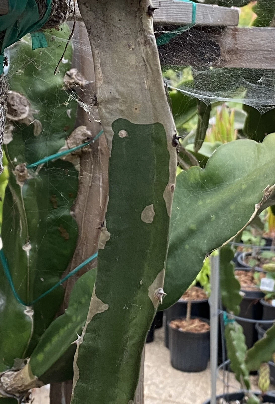 Frankie’s Red Dragon Fruit Cuttings – 2 Mature 1-Ft Pitaya Cactus Cuttings for Planting