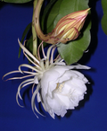 Queen of the Night Cutting – Epiphyllum Oxypetalum 4–6 Inch Live Night Blooming Cactus Cutting