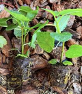 Yellow Long Neck Fig Tree Live Plant, Ficus carica ‘Yellow Long Neck’, Deciduous Fruit Tree for Garden or Container Growing