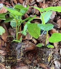 Yellow Long Neck Fig Tree Live Plant, Ficus carica ‘Yellow Long Neck’, Deciduous Fruit Tree for Garden or Container Growing