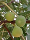 Lattarula Fig Cuttings – 7 Unrooted Ficus Carica Fruit Tree Propagation Cuttings