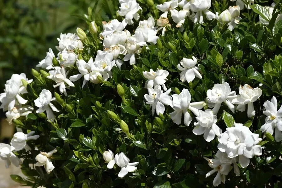 Unrooted Gardenia jasminoides Cuttings Set of 8 for Propagation, Southern Heirloom Gardenia Bush Stems, White Blooms, Evergreen Shrub