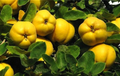 Quince Cuttings – 5 Unrooted Cydonia oblonga Fruit Tree Propagation for Rooting and Garden Planting