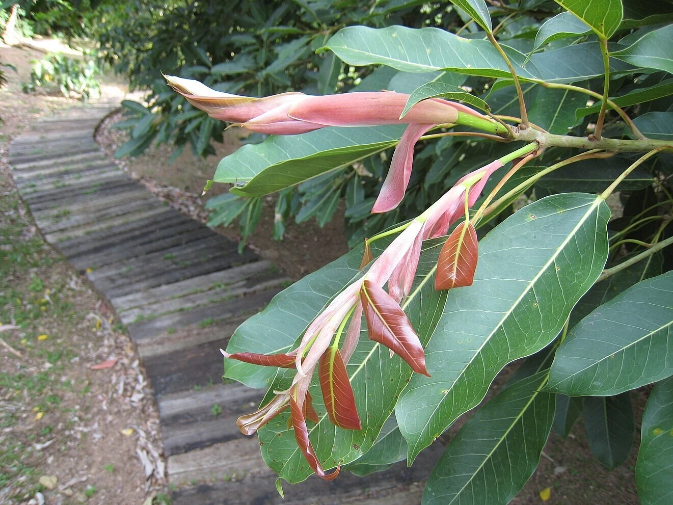 Unrooted Ficus Subpisocarpa Cuttings – 2 Live Ornamental Tree Propagation Pieces for Indoor & Garden Growth