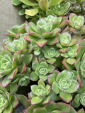 Unrooted Aeonium Pinwheel Succulent Cuttings – 5 Stem Cuttings, 3-Inch Rosettes, Propagation, Aeonium arboreum