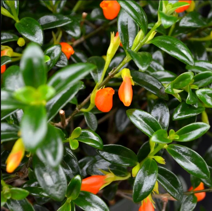 Goldfish Plant Live Potted Plant – Trailing Orange Flowers, Tropical Houseplant, Columnea nematanthus, 4-Inch Pot