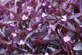 Purple Heart Wandering Jew Cuttings – Unrooted Tradescantia pallida Indoor Plant Propagation, Trailing Foliage