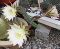 Harrisia Jusbertii Snake Cactus 8 Inch Cutting - Dusk Blooming Rare Cactus for Propagation