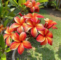 Stormy Tiger Plumeria Cutting – Unrooted Tropical Frangipani Propagation, 2 Tips, Garden or Container Plant
