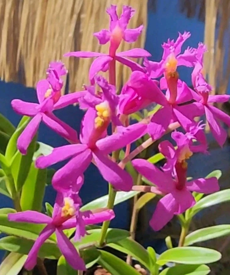 Epidendrum Radicans Fire Star Orchid – Rooted Keiki with Purple Lavender Flowers, Reed-Stem Orchid Starter Plant