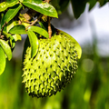 Live Soursop Tree Plant in Pot, Tropical Fruit Tree Starter, Annona muricata, Guanábana, 5-Inch Pot