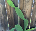 Opuntia Ficus Indica Prickly Pear Cactus Pads - 5 Live Unrooted Pads for Propagation