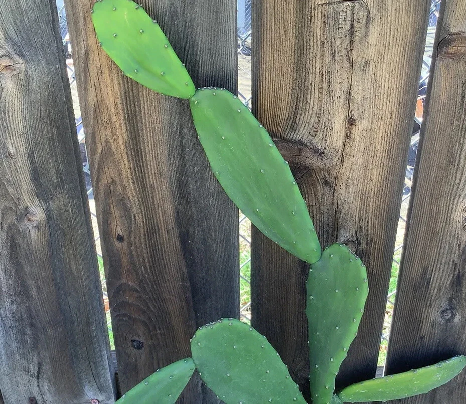 Opuntia Ficus Indica Prickly Pear Cactus Pads - 5 Live Unrooted Pads for Propagation