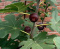 Chicago Hardy Fig Cuttings - 5 Ficus carica Cuttings with Willow Water Rooting Aid