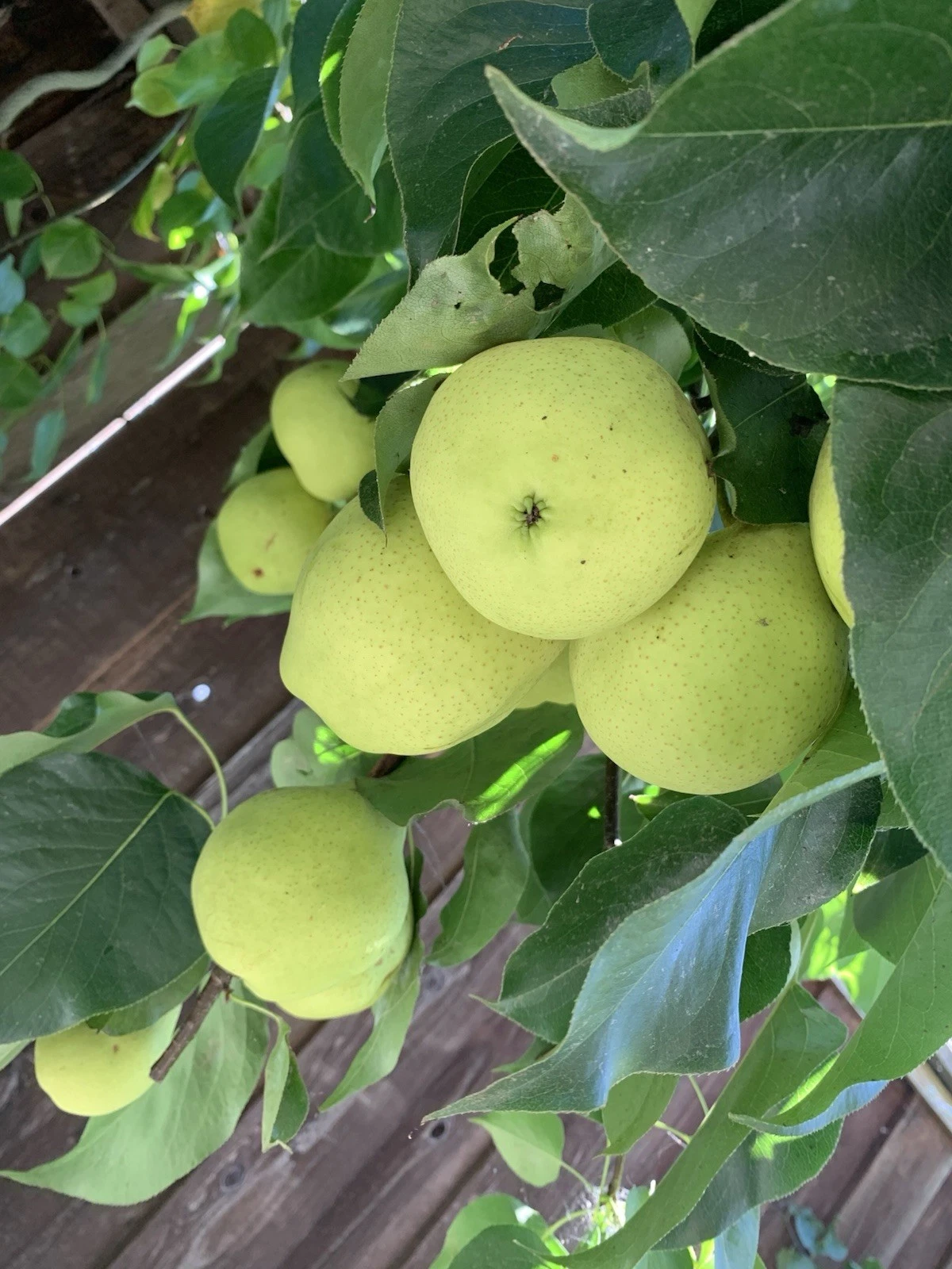 Asian Snow Pear Scion Cuttings – 5 Pyrus pyrifolia Unrooted Grafting Wood, 4–6 Inches for Fruit Tree Propagation