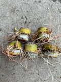 Sugarcane Rooted Cuttings Set of 5 | Saccharum Officinarum Live Cane Starters for Garden & Container