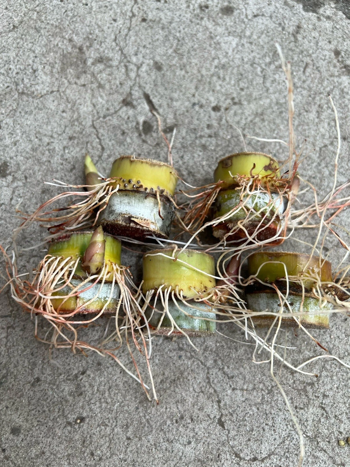 Sugarcane Rooted Cuttings Set of 5 | Saccharum Officinarum Live Cane Starters for Garden & Container