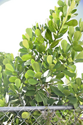 Unrooted Small Leaf Clusia Cuttings - Tropical Shrub for Propagation, Indoor & Outdoor Planting, Clusia guttifera