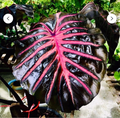 Black Lava Elephant Ear Starter Plant – Small Rooted Colocasia esculenta ‘Black Lava’ Tropical Ornamental Foliage
