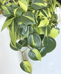 Philodendron Brasil Cuttings - 2-3 Unrooted Cuttings with 3 Leaves Indoor Houseplant
