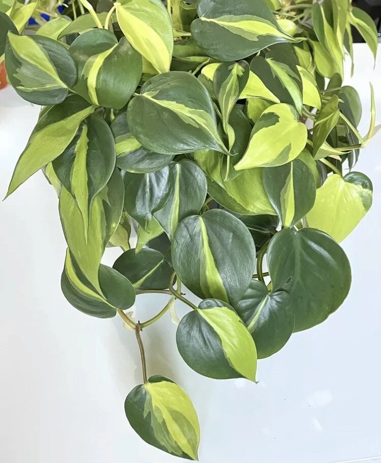 Philodendron Brasil Cuttings - 2-3 Unrooted Cuttings with 3 Leaves Indoor Houseplant