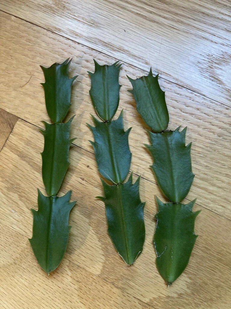 Pink Fuchsia Thanksgiving Cactus Cuttings, Unrooted Schlumbergera truncata Segments for Propagation