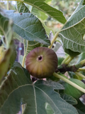 Olympian Fig Tree Cuttings - 10 Live Ficus Carica Cuttings for Grafting or Rooting