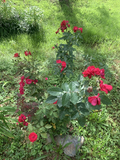 Cherry Red Rose Cuttings – 3 Live Unrooted 7-Inch Rosa spp. Flowering Ornamental Plant for Garden & Container