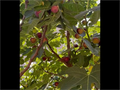 Hardy Chicago Fig Cuttings Bulk Lot – 20 Live Ficus carica ‘Hardy Chicago’ for Planting & Propagation