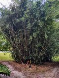 Green Hedge Clumping Bamboo Starter Plant - Bambusa Multiplex for Privacy Hedge