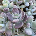 Succulent Cuttings, Lady Fingers, Purple-tinged Leaves, Cotyledon orbiculata ‘Oophylla’