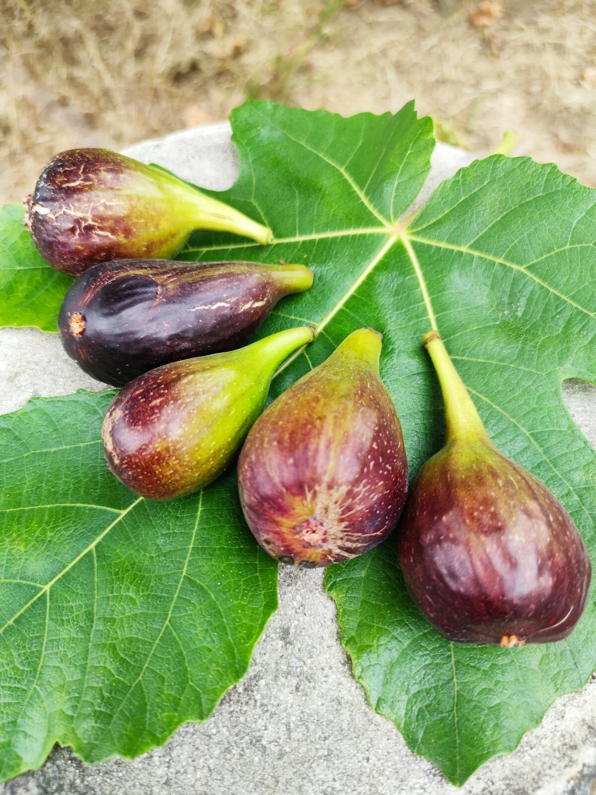 Sweet Jerusalem Fig Cuttings - 2 Live Ficus carica 'Jerusalem' Cuttings for Planting