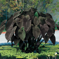 Black Magic Elephant Ear Starter Plant – Colocasia esculenta Live Rooted Plant with Dark Foliage
