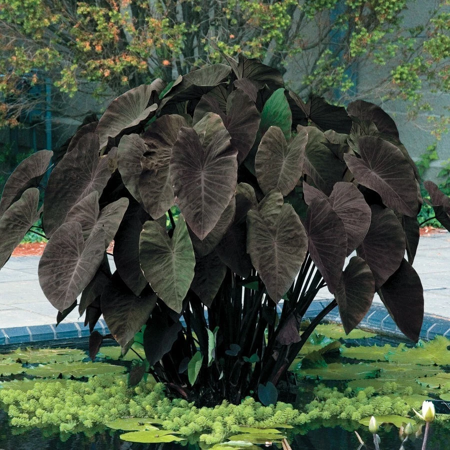 Black Magic Elephant Ear Starter Plant – Colocasia esculenta Live Rooted Plant with Dark Foliage