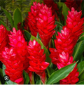Hawaiian Red Ginger Plant | Live Rooted Starter | Alpinia purpurata | Tropical Ornamental Flowering Plant