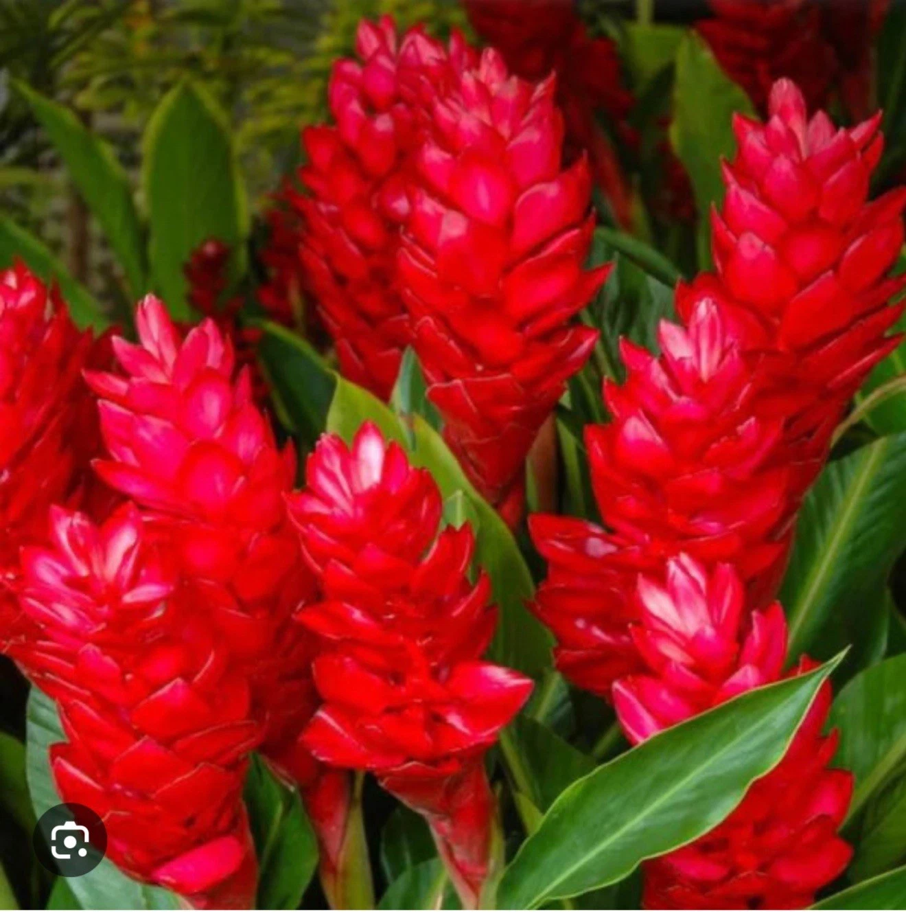 Hawaiian Red Ginger Plant | Live Rooted Starter | Alpinia purpurata | Tropical Ornamental Flowering Plant