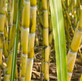 Yellow Sugarcane Plant Cuttings 18 Inch Long with 3-4 Nodes - Saccharum officinarum Set of 20