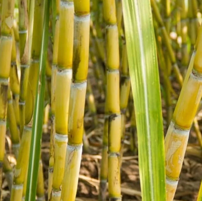 Yellow Sugarcane Plant Cuttings 18 Inch Long with 3-4 Nodes - Saccharum officinarum Set of 20