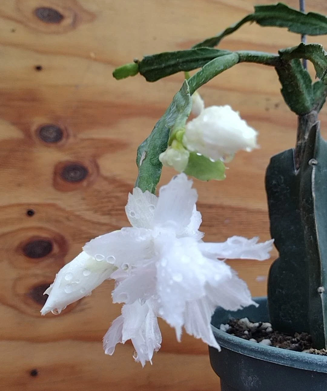 White Flamenco Schlumbergera Cuttings | Thanksgiving Christmas Cactus No Root Indoor Plant