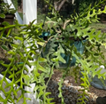 Unrooted Zig Zag Cactus Cuttings Epiphyllum anguliger - Fresh Propagation Cuttings for Indoor & Hanging Plants
