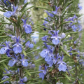 Rosemary Live Cuttings 12 Pack, 10-Inch USA-Grown Salvia rosmarinus Herb for Propagation and Gardening