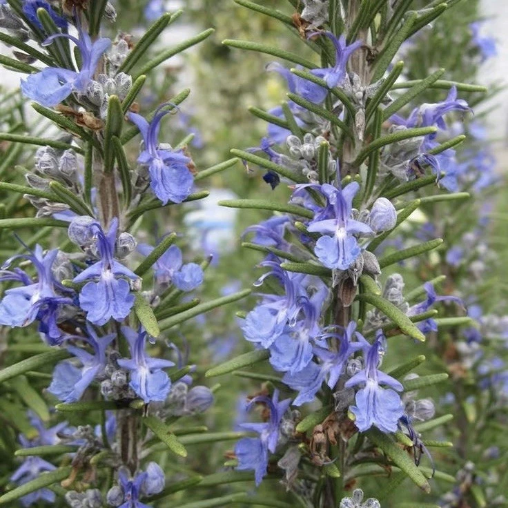 Rosemary Live Cuttings 12 Pack, 10-Inch USA-Grown Salvia rosmarinus Herb for Propagation and Gardening