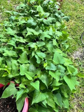 Organic Beauregard Sweet Potato Slips Set of 10 - Orange Flesh Ipomoea Batatas for Garden or Container Planting