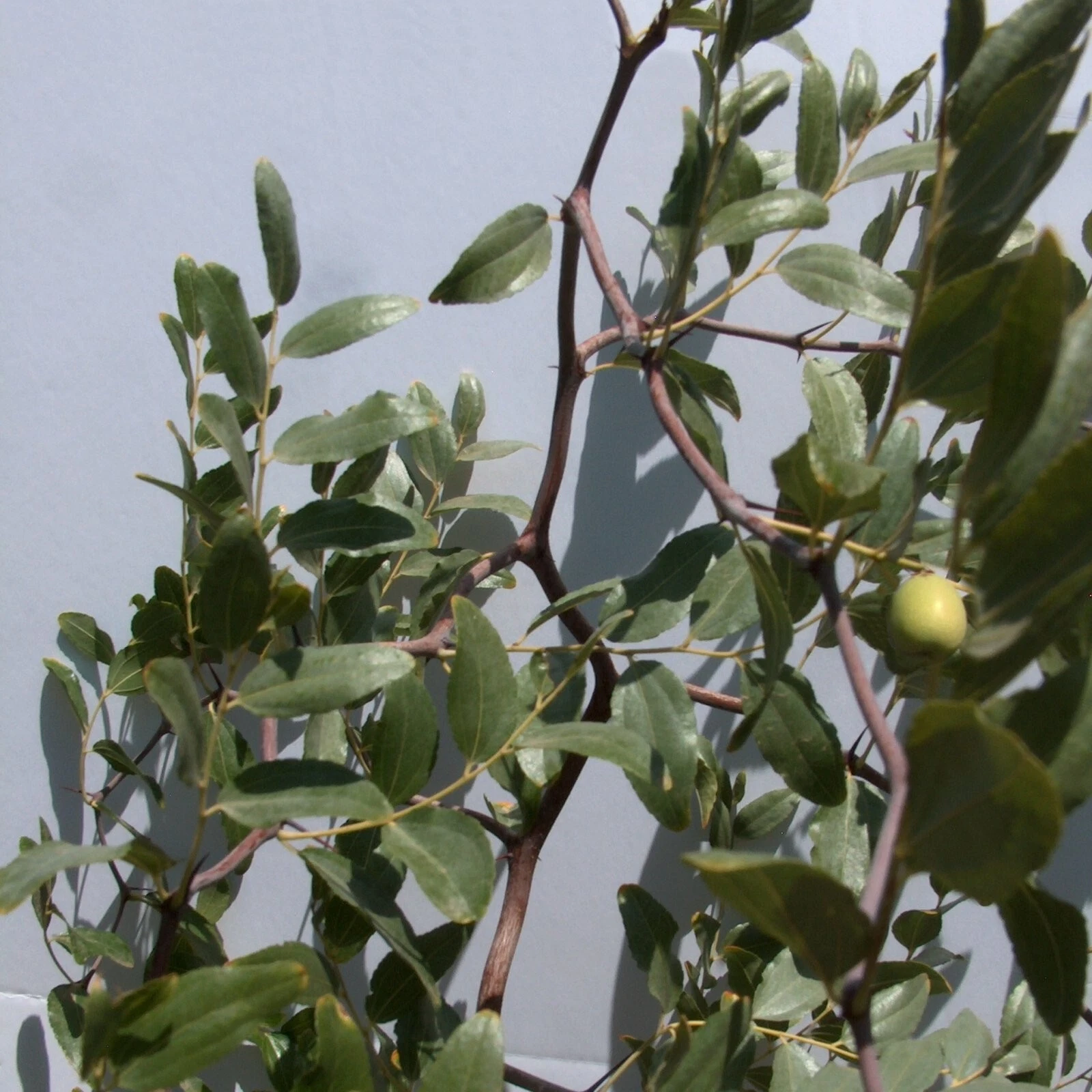 So Contorted Jujube Scionwood Cuttings – 6 Inch Unrooted Grafting Material for Ziziphus jujuba Propagation